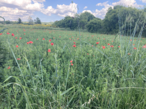 mohnblumen