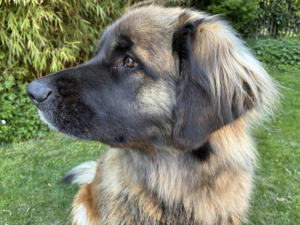 portrait fee neu